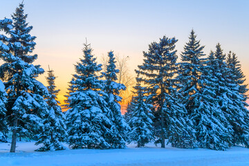 Beautiful calm evening winter forest.