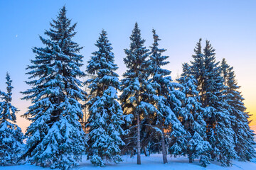 Obraz na płótnie Canvas Beautiful calm evening winter forest.