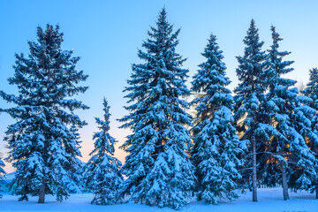 Beautiful calm evening winter forest.