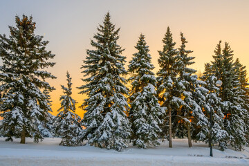 Beautiful calm evening winter forest.