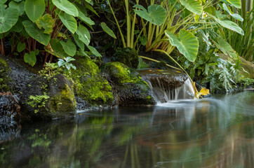Jungle waterfall with Taro Leaves in the Background.