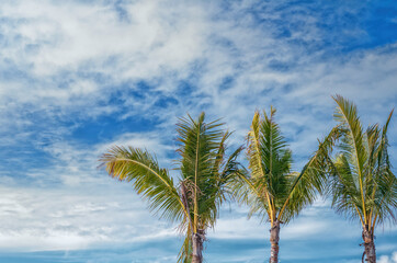 Three Palm Trees in Hawaii.