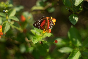 Small butterfly perched on green leaves
