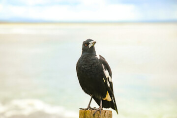 Magpie sitting on the fence with beach view at Bennetts Head Lookout, Forster NSW Australia