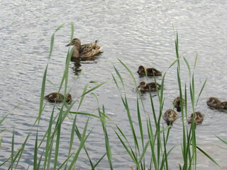 reeds in the pond
