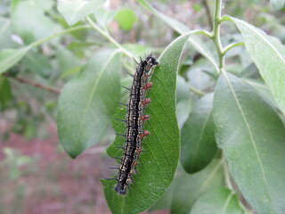 caterpillar on a branch
