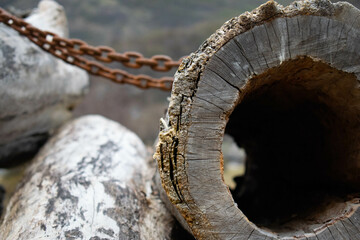 tree trunk