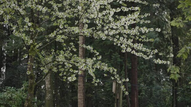 tree in the forest