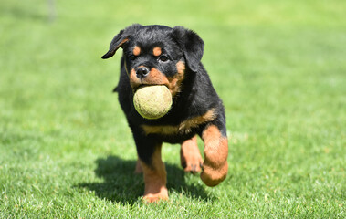 un cachorro de perro rottweiler