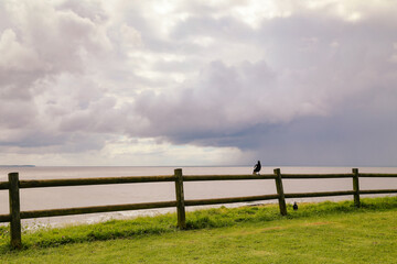 Fototapeta premium Magpie sitting on the fence with beach view at Bennetts Head Lookout, Forster NSW Australia