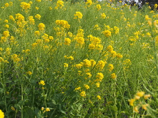 Fototapeta premium 菜の花