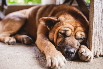 cute brown dog sleeping on the floor