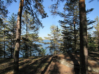 forest in autumn