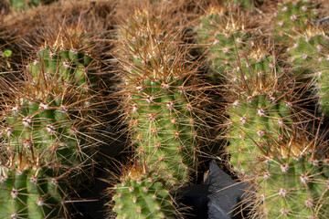 Botany. Growing Echinopsis atacamensis cactus, also known as Cardon.	