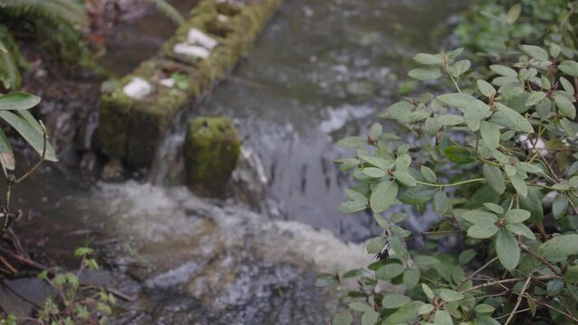 stream in the woods