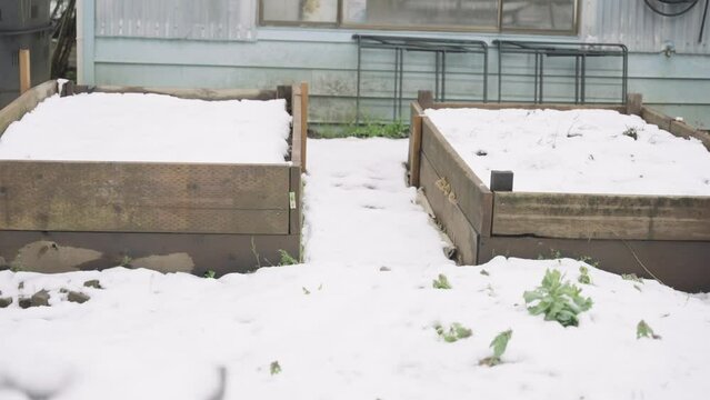 snow covered garden beds