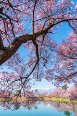 桜色の国　日本