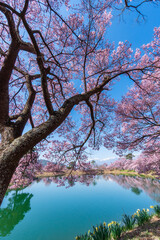 日本の春　満開の桜縦構図
