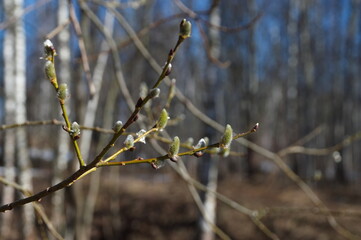 park.spring. Creek. spring forest. thawed patch. first sprout. rebirth. holiday of life. prosperity. branch . stem. first flower.