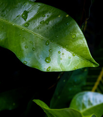 Close up of large green leaf with dew droplets