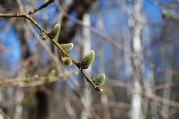 park.spring. Creek. spring forest. thawed patch. first sprout. rebirth. holiday of life....