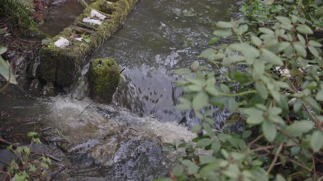 Plants over creek