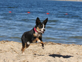 dog on the beach