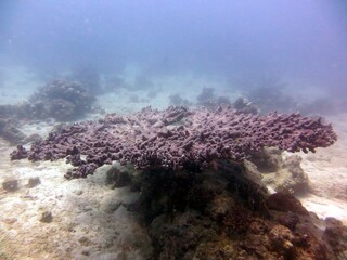 red sea corals and fish