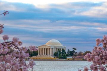Obraz premium Jefferson Memorial During Cherry Blossom