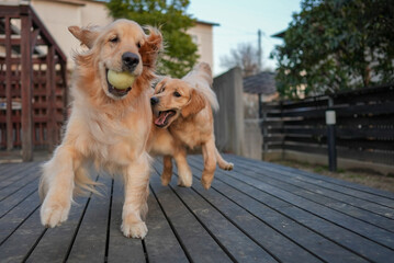 ゴールデンレトリバー