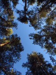 trees and sky