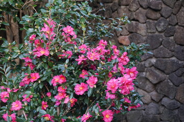 아름다운 꽃으로 피어난 땅