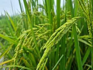 Rice field. Closeup of yellow paddy rice field with green leaf and Sunlight. Rice field on rice paddy green color lush growing is a agriculture. Closeup of yellow paddy.