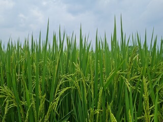 Rice field. Closeup of yellow paddy rice field with green leaf and Sunlight. Rice field on rice paddy green color lush growing is a agriculture. Closeup of yellow paddy.