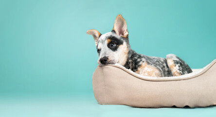Puppy in dog bed on colored background. Cute puppy dog taking a break with tired, sad or bored expression. Bedtime for the 9 week old blue heeler puppy or Australian cattle dog. Selective focus. - Powered by Adobe