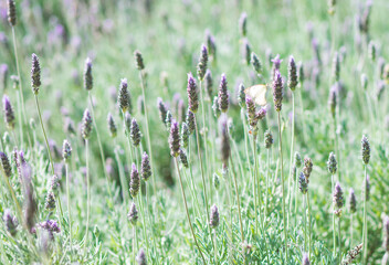 White butterfly on lavender plantation