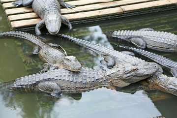 Group of alligators