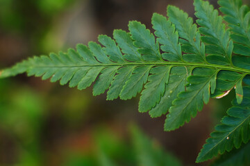 close up of green fern leaves on blurred background