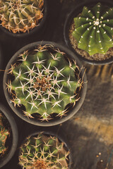 agriculture with cactus production greenhouse