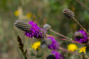 Purple and yellow wildflowers, Colorado wildflowers in Summer, Close-up flowers, Macro nature