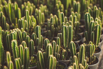 agriculture with cactus production greenhouse © Valdeon