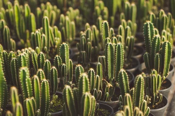 Foto op Plexiglas landbouw met kas voor cactusproductie © Valdeon
