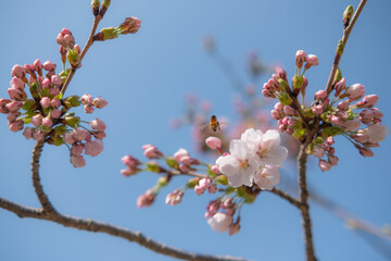 ミツバチと桜