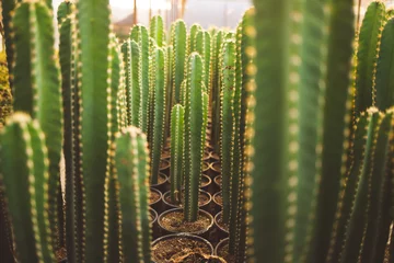 Foto op Plexiglas agriculture with cactus production greenhouse © Valdeon