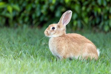Easter Bunny. The domestic rabbit eating grass in the garden. Animal world. pet lover. Rabbit lover.