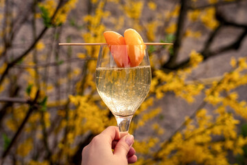 Bellini with prosecco and a peach, woman holding a glass outdoors, mixed alcoholic drink, forsythia...