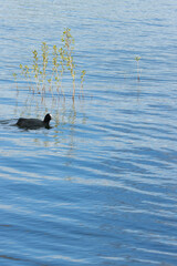 Focha (Fulica Atra) en lago con ca&ntilde;as de fondo, ave acuatica
