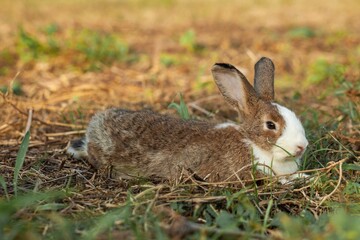 A brown hare sleeps in the grass with his ears drooping beside him in a curious mood. Summer warm day. close-up photos