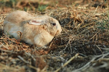 close-up of Healthy cute easter bunny rabbit on brown wooden floor Ideas for pets and farm animals. cute pet