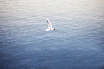 Black headed gull on its summer plumage, also called chroicocephalus ridibundus flying with its wings while over the waters of Palic Lake, a major natural landmark of Voivodina, Serbia, on afternoon